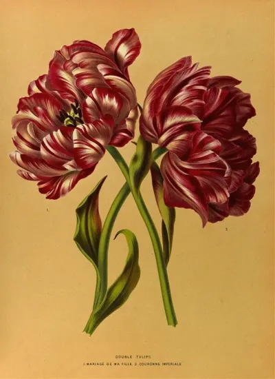 Double Tulips 1 Mariage De Ma Fl Lle 2 Couronne Imperiale