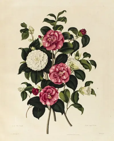 Double White Camellia Double Striped Camellia