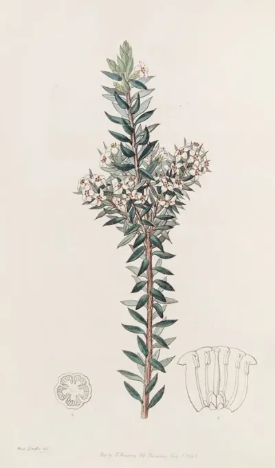 Doubtful Epacris