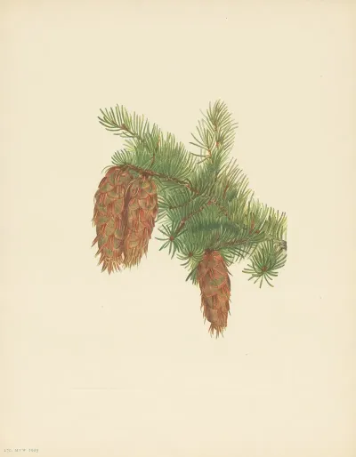 Douglas Fir Pseudotsuga Mucronata 3