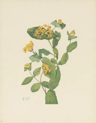 Douglas Honeysuckle Flower Lonicera Glaucescens 2