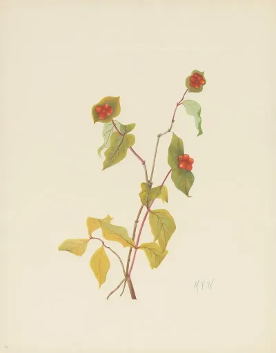 Douglas Honeysuckle Fruit Lonicera Raucescens
