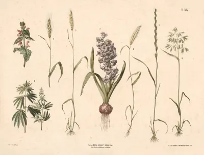 Dovnaelde Hamp Hyacint Hvede Rug Byg Havre M Fl