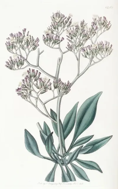 Downy Leaved Statice