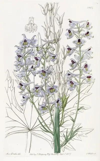 Downy Leaved Variable Larkspur