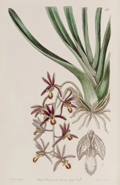 Downy Lipped Cymbidium