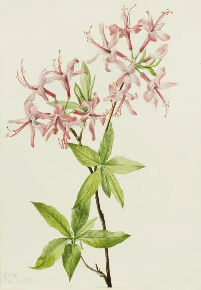 Downy Pinxter Bloom Azalea Rosea