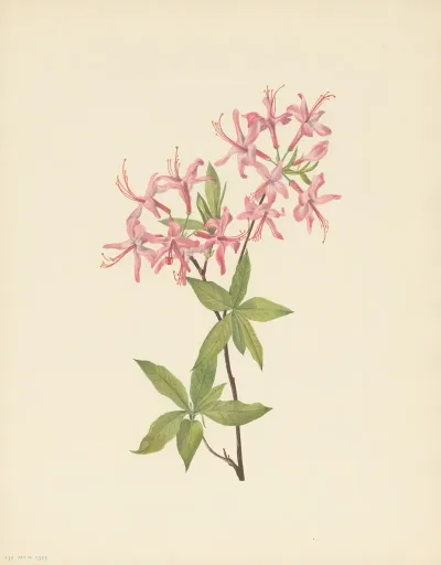 Downy Pinxterbloom Azalea Rosea 2