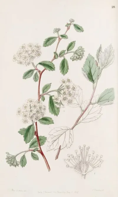 Downy Spiraea