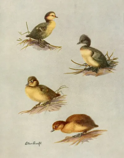 Downy Young Of White Eyed Duck Tufted Duck Scaup Duck Lesser Scaup Duck