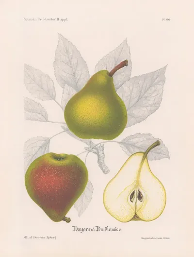 Doyenne Du Comice