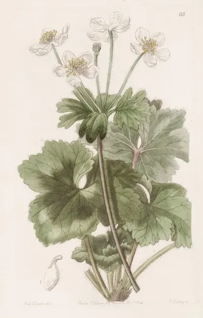 Dr Govans Anemone