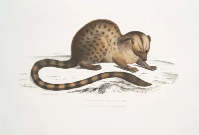 Dr Hamiltons Paradoxurus Paradoxurus Hamiltonii