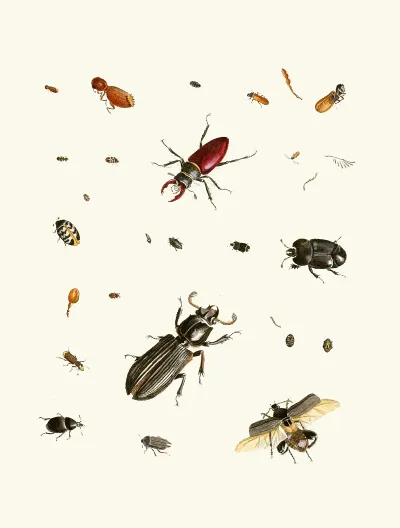 Dr Sulzers Short History Of Insects Pl 02