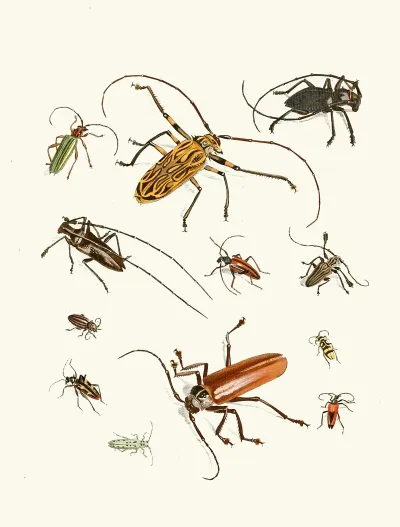 Dr Sulzers Short History Of Insects Pl 05