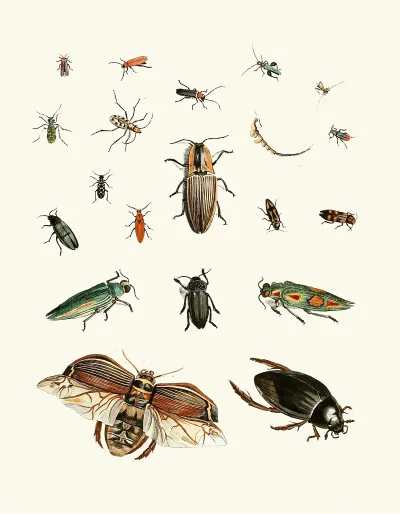 Dr Sulzers Short History Of Insects Pl 06