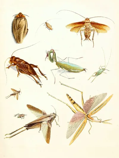 Dr Sulzers Short History Of Insects Pl 08