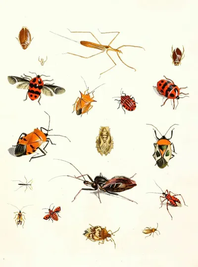 Dr Sulzers Short History Of Insects Pl 10