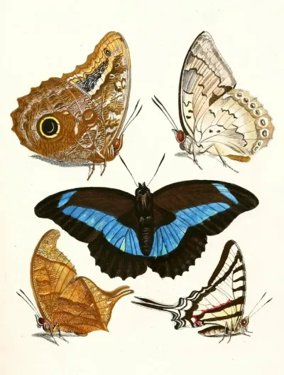 Dr Sulzers Short History Of Insects Pl 13