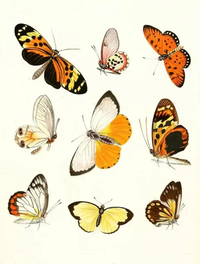 Dr Sulzers Short History Of Insects Pl 14