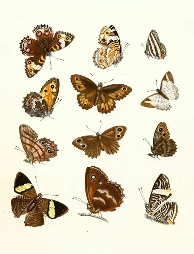 Dr Sulzers Short History Of Insects Pl 16