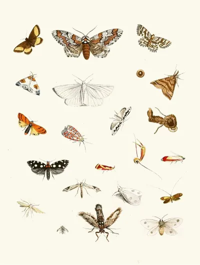 Dr Sulzers Short History Of Insects Pl 22