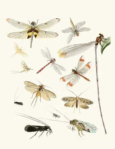 Dr Sulzers Short History Of Insects Pl 23