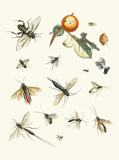 Dr Sulzers Short History Of Insects Pl 25