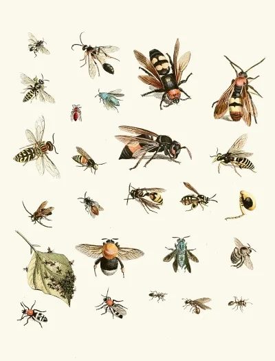 Dr Sulzers Short History Of Insects Pl 26