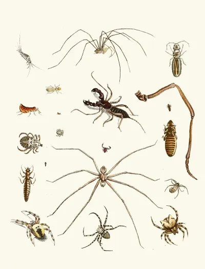 Dr Sulzers Short History Of Insects Pl 28