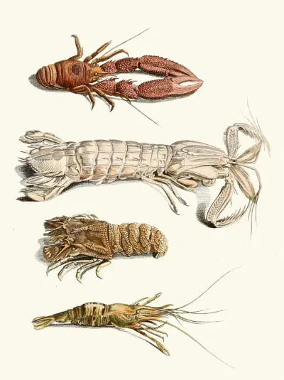 Dr Sulzers Short History Of Insects Pl 31