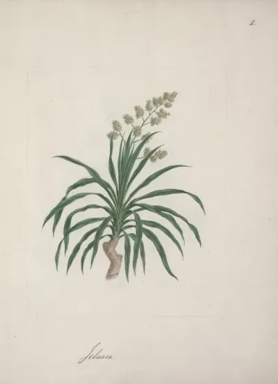 Dracaena Steudneri Engl Dragon Tree 2