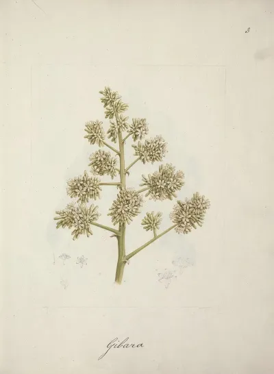 Dracaena Steudneri Engl Dragon Tree