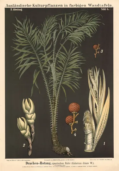 Drachen Rotang Spanisches Rohr Calamus Draco W