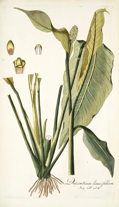 Dracontium Lanceaefolium