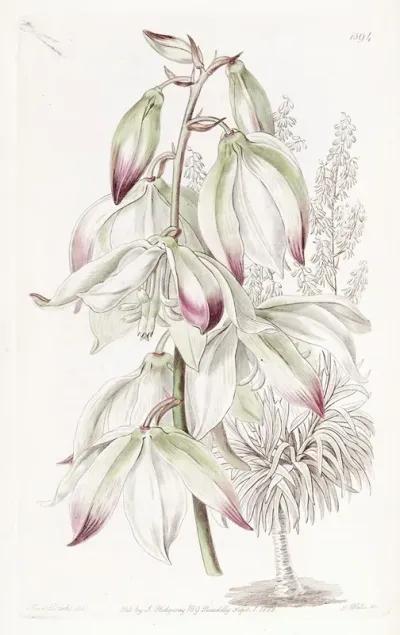 Dragon Tree Leaved Adams Needle