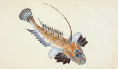 Dragonet Gemmous Gallioyumus Lyra