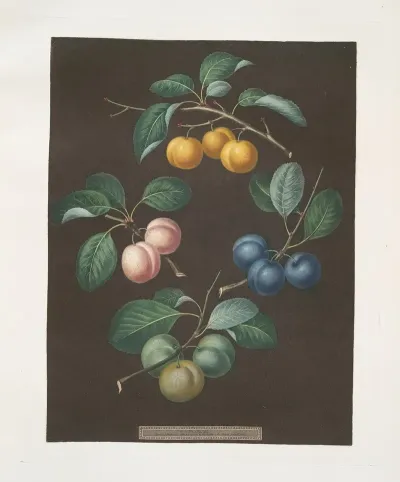 Drap Dor Or Cloth Of Gold White Gage Blue Gage And Green Gage Plums