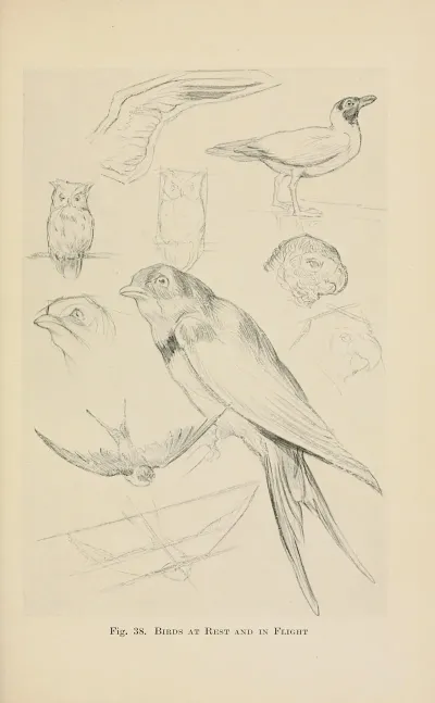 Drawing For Beginners Pl 17