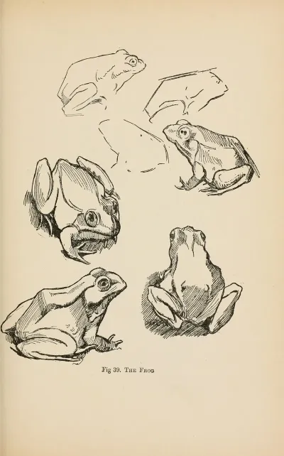 Drawing For Beginners Pl 18