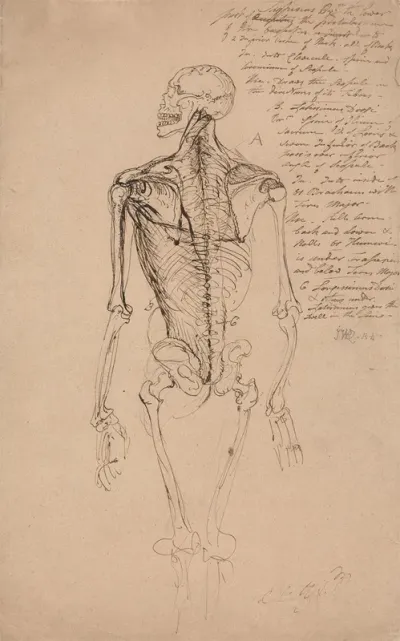 Drawing Of A Mans Skeleton