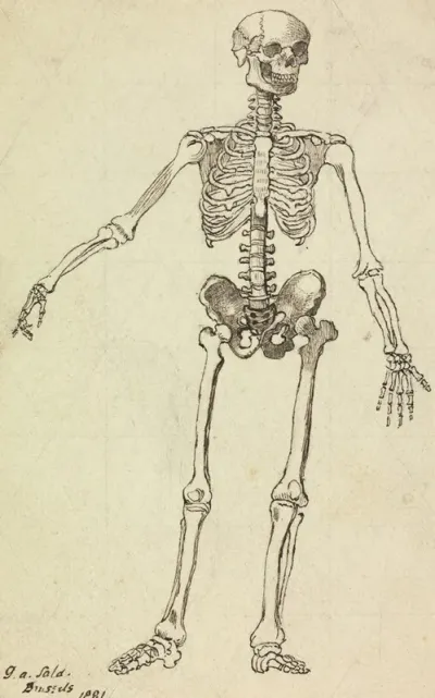 Drawing Of A Skeleton
