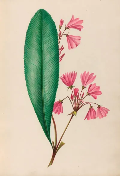 Drawings Of Tropical Flowers And Fruits From South America Pl 01