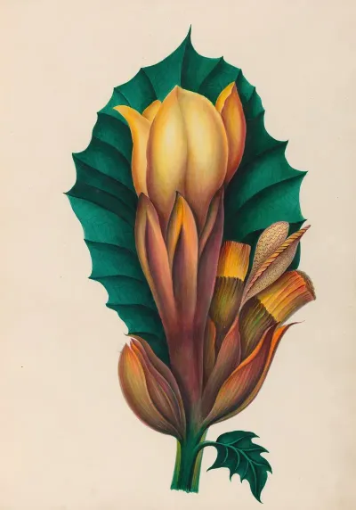 Drawings Of Tropical Flowers And Fruits From South America Pl 02