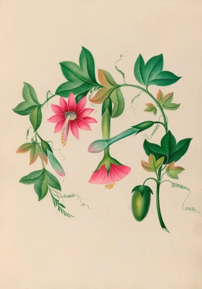Drawings Of Tropical Flowers And Fruits From South America Pl 03