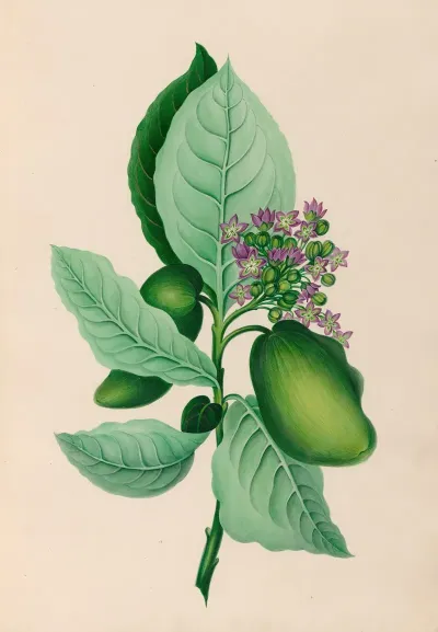 Drawings Of Tropical Flowers And Fruits From South America Pl 04