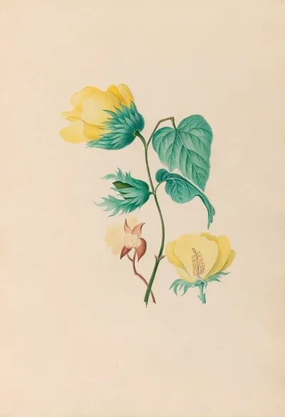 Drawings Of Tropical Flowers And Fruits From South America Pl 05