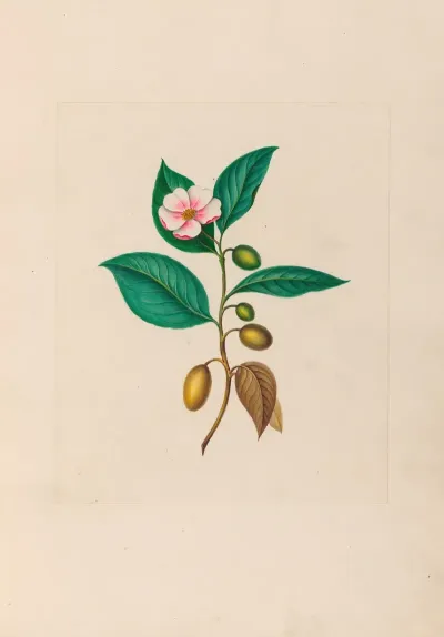 Drawings Of Tropical Flowers And Fruits From South America Pl 06