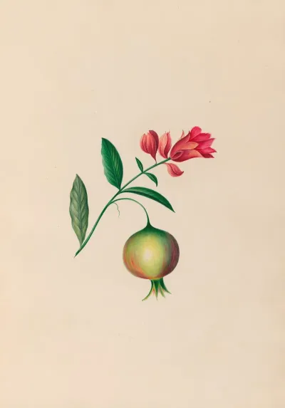 Drawings Of Tropical Flowers And Fruits From South America Pl 08