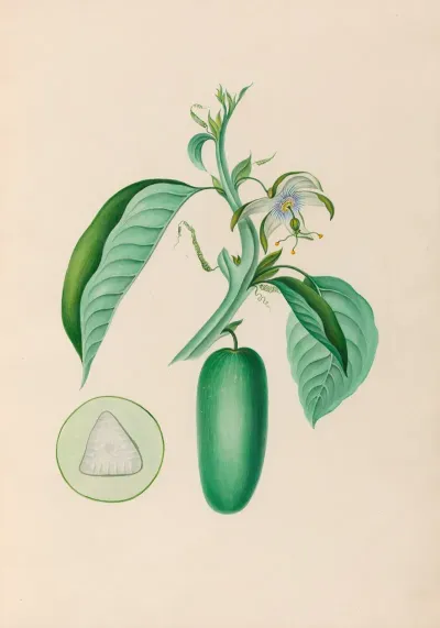Drawings Of Tropical Flowers And Fruits From South America Pl 10